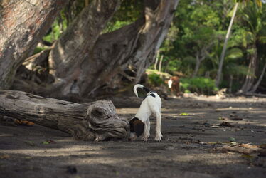 Freilaufender Hund
