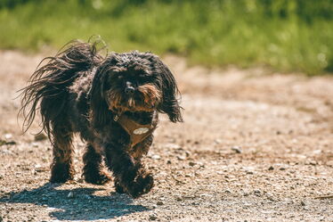 Freilaufender Hund