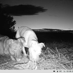 Futterstelle für entlaufenen Hund