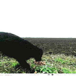 Futterstelle für entlaufenen Hund