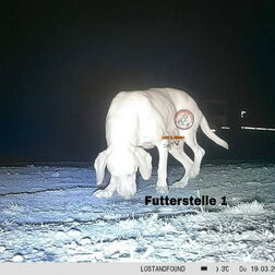 Futterstelle für entlaufenen Hund
